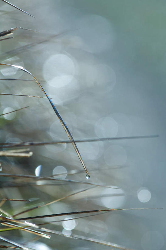 无人,竖图,室外,特写,白天,正面,旅游,度假,美景,叶子,阴影,朦胧,模糊,光线,影子,冰,景观,绿叶,霜,娱乐,阳光,自然,享受,休闲,嫩叶,景色,放松,自然风光,冰霜,叶,叶片,彩图