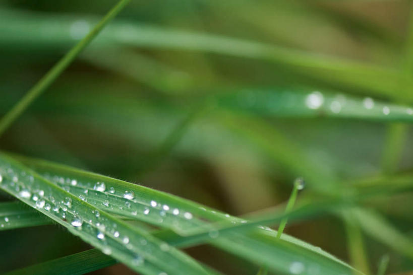 无人,横图,俯视,室外,特写,白天,美景,水,叶子,阴影,朦胧,模糊,光线,液体,影子,景观,水滴,绿叶,阳光,自然,露珠,嫩叶,景色,自然风光,叶,叶片,彩图,高角度拍摄