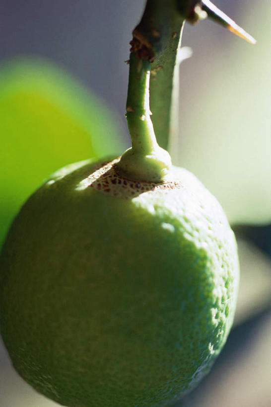 无人,竖图,室外,特写,白天,正面,美景,柠檬,水果,阴影,朦胧,模糊,新鲜,光线,影子,景观,青柠檬,生食,食品,果实,食物,一个,阳光,自然,景色,有机食品,绿色食品,单个,自然风光,益母果,柠果,彩图