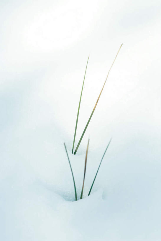 无人,竖图,俯视,室外,特写,白天,美景,雪,大雪,叶子,朦胧,模糊,积雪,景观,雪景,冬天,绿叶,白色,自然,嫩叶,景色,自然风光,叶,叶片,彩图,高角度拍摄