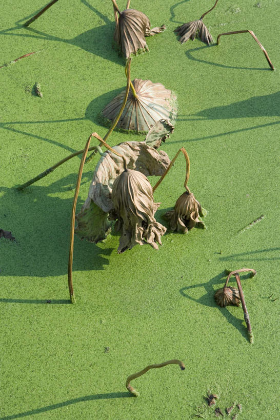 无人,竖图,俯视,室外,特写,白天,旅游,度假,美景,水,叶子,朦胧,模糊,液体,池塘,景观,水池,水滴,水面,枯叶,落叶,浮萍,娱乐,自然,享受,休闲,景色,放松,自然风光,叶,叶片,彩图,高角度拍摄