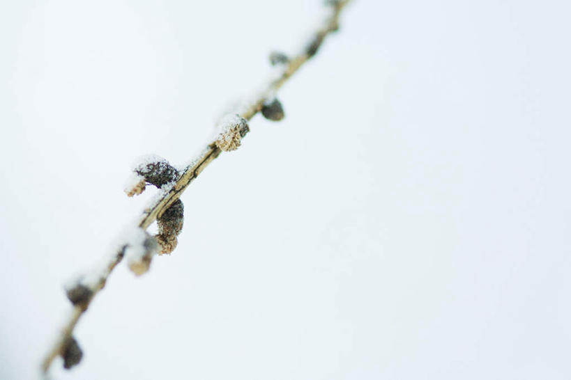 无人,横图,室外,特写,白天,仰视,旅游,度假,美景,雪,植物,大雪,朦胧,模糊,积雪,景观,雪景,冬天,霜,娱乐,树,树木,树枝,绿色,自然,享受,休闲,景色,放松,生长,成长,自然风光,冰霜,彩图,低角度拍摄