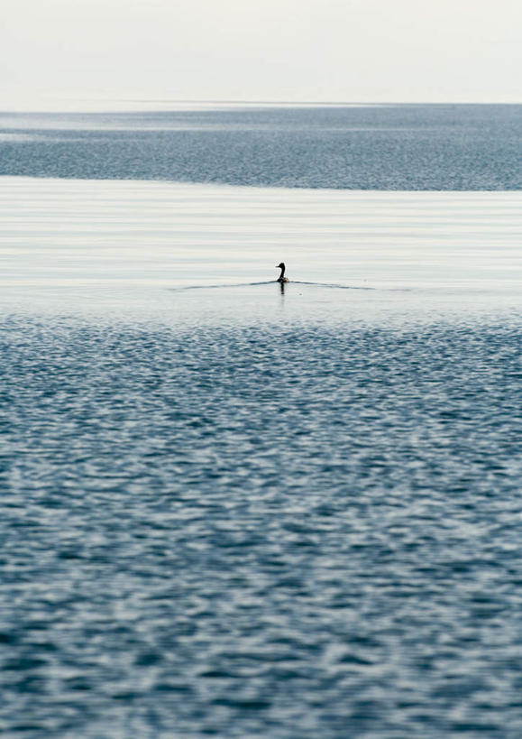 游泳,无人,竖图,室外,白天,正面,旅游,度假,湖,湖泊,美景,水,鸟,波纹,鸟类,水鸟,鸭子,湖面,景观,水流,水面,涟漪,注视,娱乐,一只,倒影,蓝天,水纹,天空,自然,波浪,湖水,天,观察,看,享受,休闲,景色,放松,观看,水禽,察看,禽类,倒映,关注,自然风光,水晕,泅水,反照,拍浮,彩图,全身