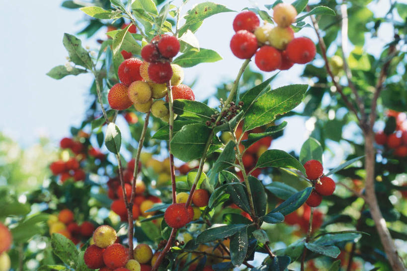 无人,横图,室外,特写,白天,仰视,美景,植物,叶子,阴影,丰富,丰收,朦胧,模糊,光线,影子,景观,绿叶,丰盛,树,树木,蓝色,绿色,蓝天,天空,阳光,自然,天,嫩叶,景色,杨梅,生长,晴朗,成长,自然风光,万里无云,丰登,丰硕,白蒂梅,圣生梅,叶,叶片,晴空,晴空万里,彩图,低角度拍摄