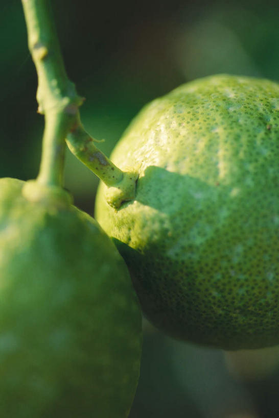 无人,竖图,室外,特写,白天,仰视,美景,柠檬,水果,阴影,丰富,丰收,朦胧,模糊,新鲜,光线,影子,景观,青柠檬,生食,食品,果实,丰盛,食物,两个,阳光,自然,景色,有机食品,绿色食品,自然风光,丰登,丰硕,益母果,柠果,彩图,低角度拍摄