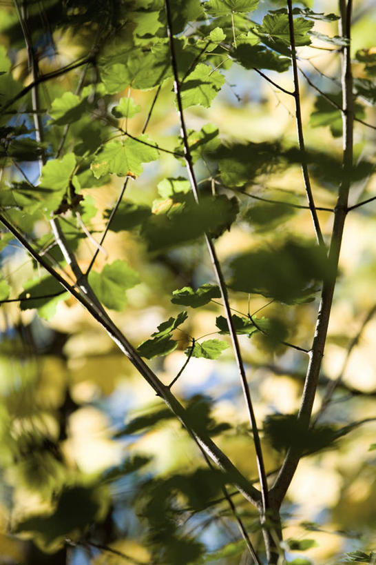 无人,竖图,室外,特写,白天,仰视,美景,叶子,许多,阴影,朦胧,模糊,光线,影子,景观,绿叶,枝干,枝条,阳光,自然,嫩叶,景色,自然风光,叶,叶片,彩图,低角度拍摄