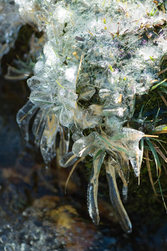 无人,竖图,俯视,室外,特写,白天,美景,叶子,许多,景观,绿叶,冰柱,野草,霜,自然,嫩叶,景色,自然风光,叶,叶片,彩图,高角度拍摄