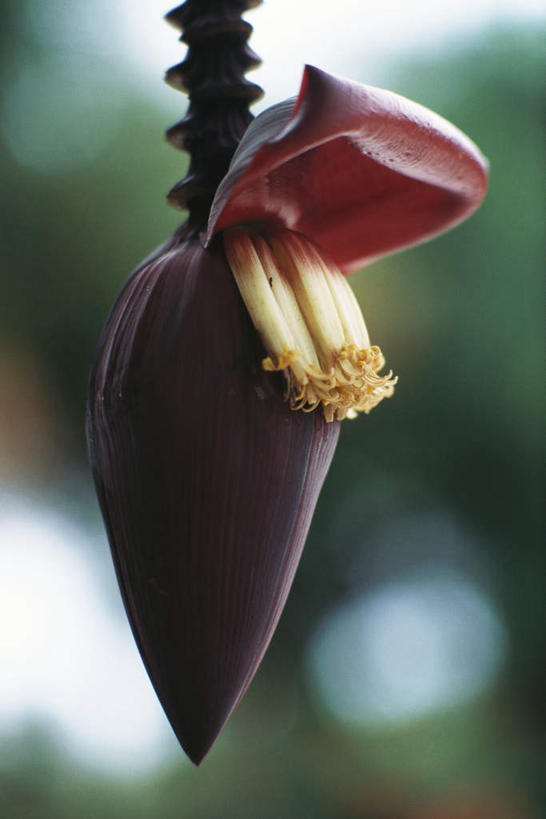 无人,竖图,室外,特写,白天,正面,纯洁,美景,植物,朦胧,模糊,盛开,景观,美丽,花蕾,花,花瓣,花朵,鲜花,树,树木,一朵,绿色,紫色,自然,花苞,花蕊,景色,生长,成长,庄重,自然风光,含蓄,高洁,含笑花,含笑梅,香蕉花,矜持,唐黄心树,彩图