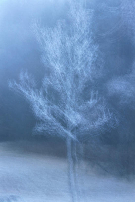 无人,竖图,室外,白天,正面,美景,雪,植物,大雪,朦胧,模糊,积雪,景观,雪景,冬天,下雪,树,树木,绿色,白色,自然,景色,生长,成长,自然风光,彩图