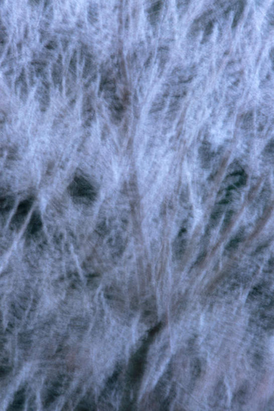 无人,竖图,室外,白天,正面,美景,雪,植物,大雪,朦胧,模糊,积雪,景观,雪景,冬天,下雪,树,树木,绿色,白色,自然,景色,生长,成长,自然风光,彩图