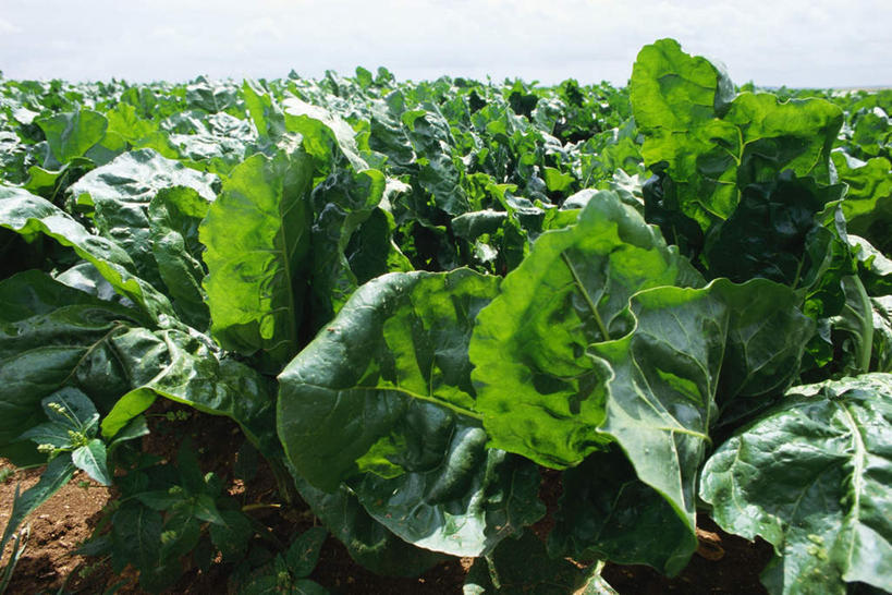 无人,农田,横图,室外,白天,正面,庄稼,蔬菜,叶子,许多,阴影,新鲜,光线,影子,泥土,食品,绿叶,食物,天空,阳光,天,嫩叶,有机食品,绿色食品,牛皮菜,厚皮菜,叶,叶片,彩图,耕地,庄稼田