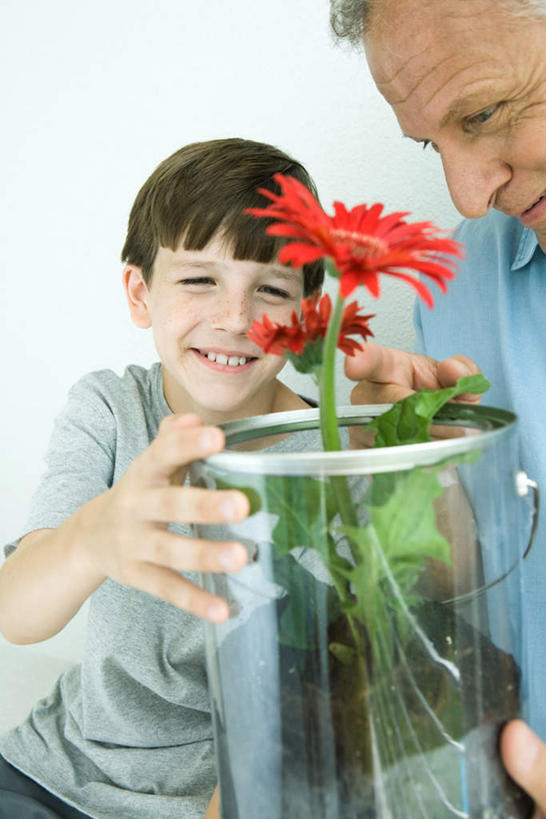 西方人,儿童,两个人,祖父,站,捧,笑,微笑,露齿笑,竖图,室内,白天,白色背景,正面,纯洁,花盆,欧洲,欧洲人,盛开,花蕾,花,花瓣,花朵,鲜花,两朵,小孩,红色,花苞,花蕊,站着,可爱,童年,童趣,摄影,影棚,爷爷,祖孙,童真,烂漫,无邪,外公,外祖父,外孙,外孙子,天真,老年男性,男孩,男人,男性,白种人,孙子,捧着,手捧,站立,半身,彩图,影棚拍摄,拍摄,男生