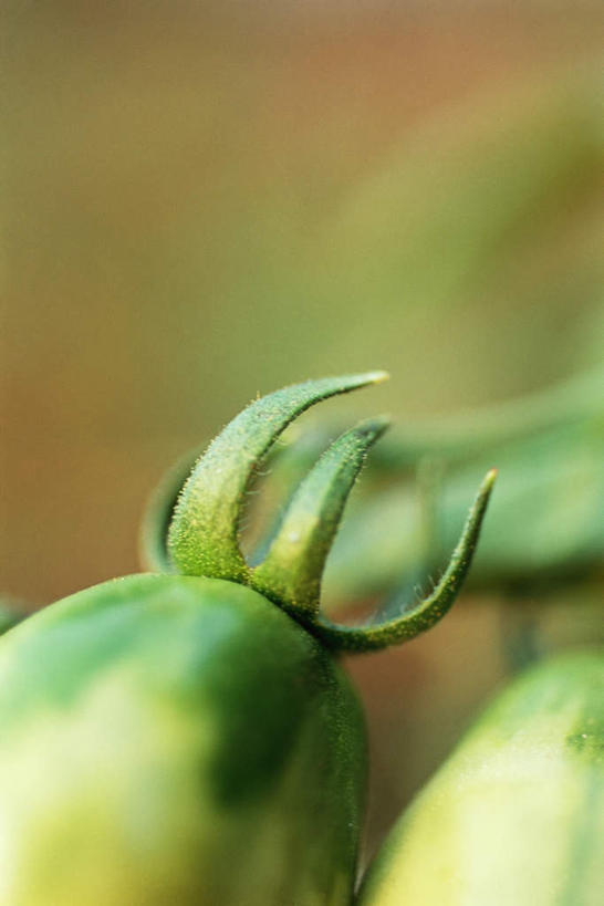 无人,竖图,室外,特写,白天,正面,蔬菜,西红柿,水果,叶子,食品,果实,饮食,两个,绿色,有机食品,绿色食品,生长,成长,生机,希望,叶,樱桃番茄,圣女果,番茄,彩图