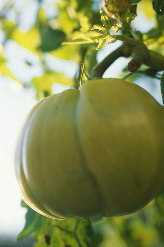 无人,竖图,室外,特写,白天,正面,采摘,植物,南瓜,蔬菜,叶子,阴影,新鲜,光线,影子,金瓜,绿叶,蔬果,番瓜,绿色,阳光,嫩叶,成熟,有机食品,绿色食品,生长,收获,成长,麦瓜,倭瓜,叶,叶片,彩图