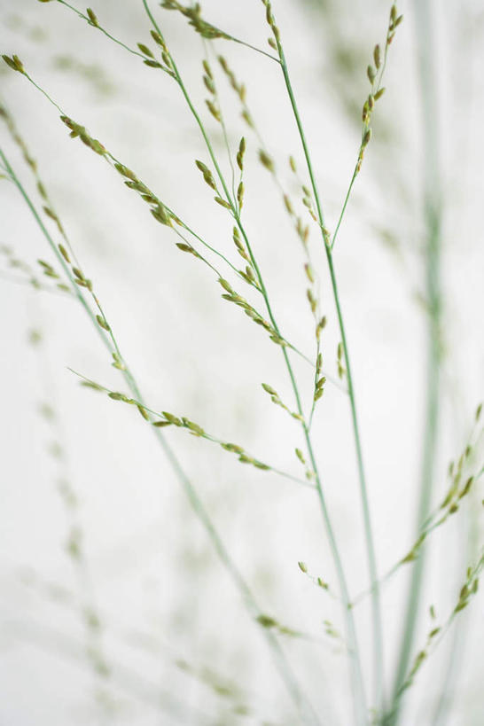 无人,竖图,室外,特写,白天,正面,植物,叶子,茎,果实,枝,蓝色,蓝天,天空,天,分叉,晴朗,散开,万里无云,稀疏,叶,晴空,晴空万里,彩图