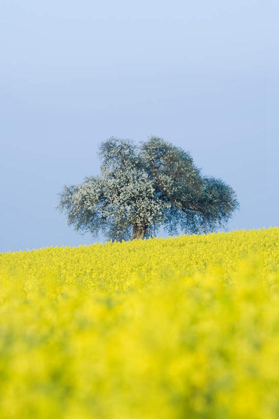 无人,竖图,室外,白天,仰视,花海,花圃,植物,叶子,盛开,花蕾,花,花瓣,花朵,鲜花,树,树木,黄色,蓝色,绿色,蓝天,天空,自然,花丛,花束,花田,天,花苞,花蕊,油菜花,生长,晴朗,成长,油菜,万里无云,晴空,晴空万里,黄花,彩图,低角度拍摄
