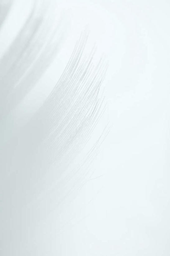 无人,竖图,室内,白天,白色背景,正面,羽毛,毛,绒毛,白色,纯色,摄影,影棚,对比,隐藏,肌理,彩图,影棚拍摄,拍摄