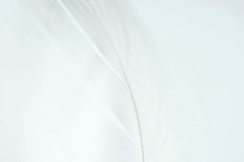 无人,横图,室内,白天,白色背景,正面,羽毛,毛,绒毛,白色,纯色,摄影,影棚,对比,隐藏,肌理,彩图,影棚拍摄,拍摄