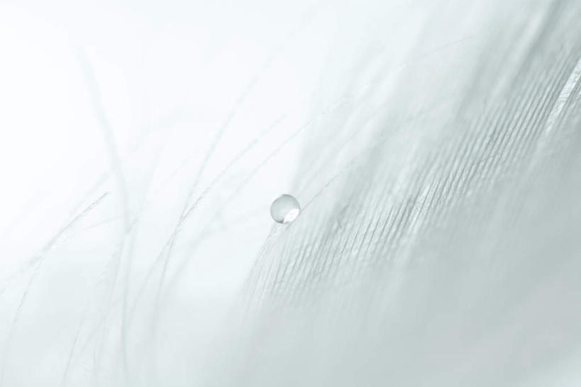 无人,横图,室内,白天,白色背景,正面,水,羽毛,透明,毛,绒毛,液体,水滴,白色,纯色,摄影,影棚,对比,隐藏,肌理,彩图,影棚拍摄,拍摄