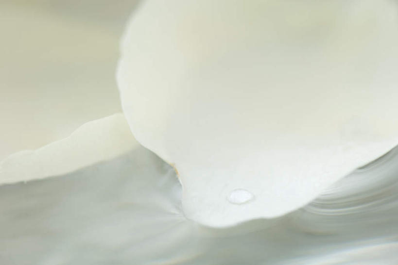 无人,横图,俯视,室内,特写,白天,水,玫瑰,两片,盛开,透明,液体,水滴,水面,花蕾,水珠,花,花瓣,花朵,鲜花,白色,花苞,花蕊,蔷薇,彩图,高角度拍摄