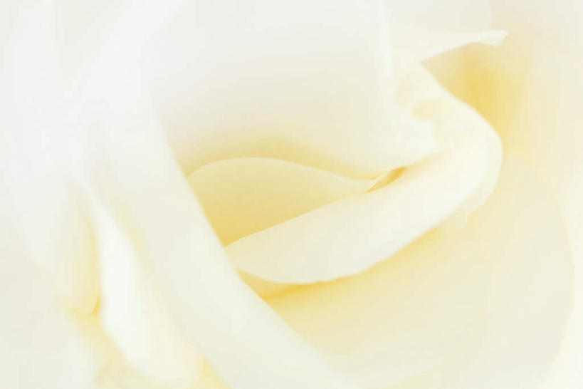 无人,横图,俯视,室内,特写,白天,白色背景,玫瑰,盛开,花蕾,花,花瓣,花朵,鲜花,一朵,白色,花苞,花蕊,摄影,影棚,蔷薇,彩图,高角度拍摄,影棚拍摄,拍摄