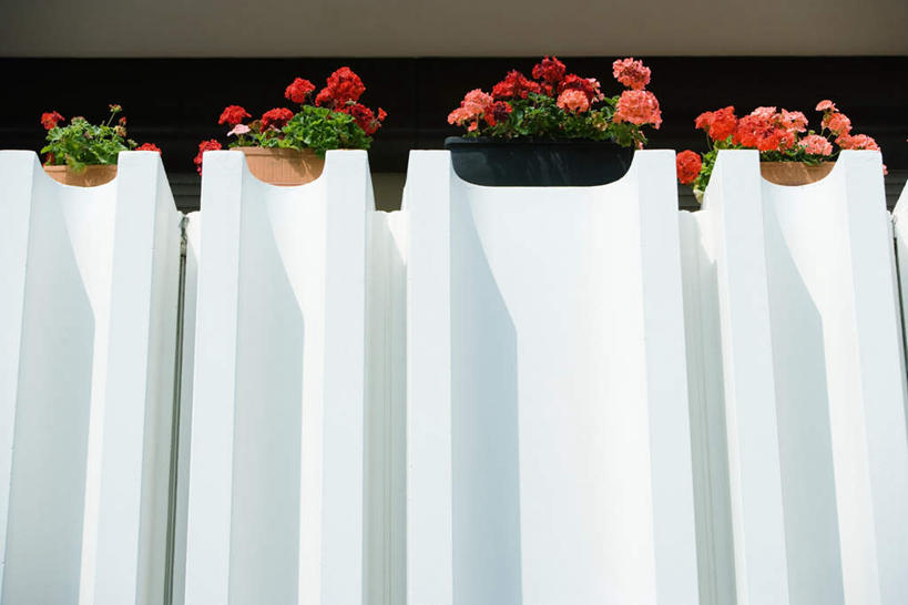 无人,露台,横图,室外,白天,仰视,花海,花圃,植物,阳台,叶子,阴影,装饰,盛开,光线,盆栽,影子,盆景,花蕾,窗台,花,花瓣,花朵,鲜花,绿色,白色,阳光,自然,花丛,花束,花田,花苞,花蕊,生长,成长,点缀,天竺葵,花箱,彩图,低角度拍摄,露天阳台