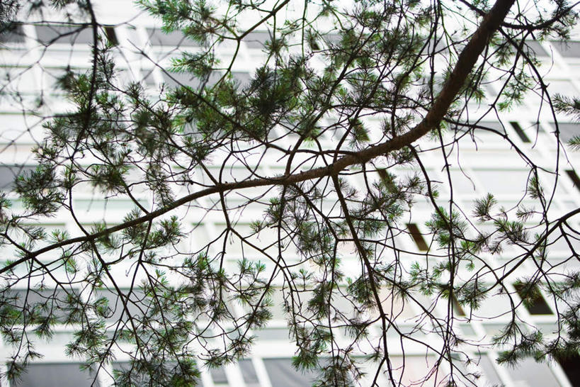 无人,高楼大厦,横图,室外,白天,仰视,办公楼,植物,城市,建筑,摩天大楼,枝干,枝条,树,树木,绿色,自然,遮,生长,成长,常青树,遮挡,遮盖,遮蔽,枝桠,针叶树,彩图,低角度拍摄,大楼,高层建筑,高楼,摩天楼