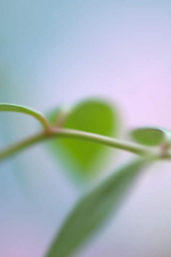 无人,竖图,俯视,室内,白天,白色背景,植物,叶子,朦胧,模糊,茎,绿叶,根,嫩叶,摄影,影棚,叶,叶片,彩图,高角度拍摄,影棚拍摄,拍摄