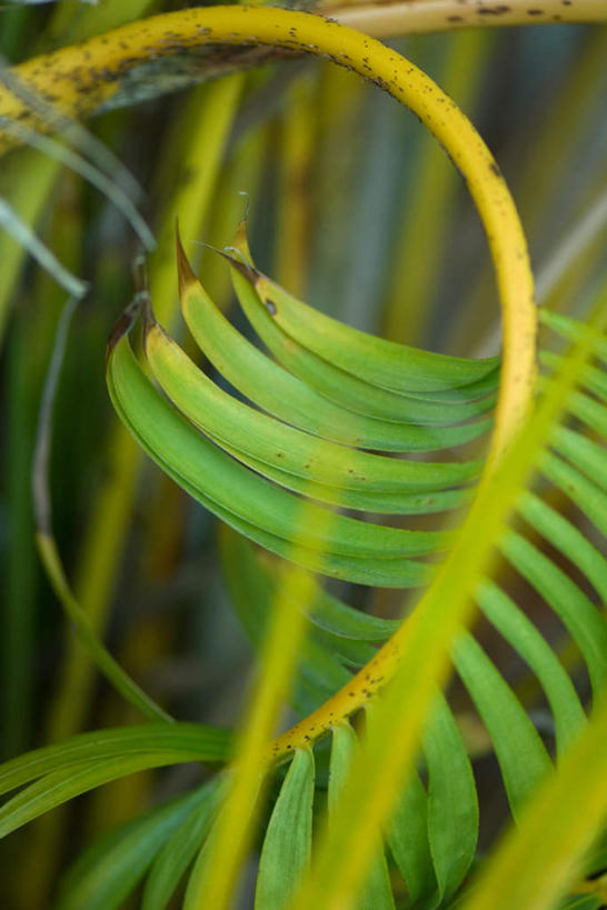 无人,竖图,室外,白天,正面,植物,铁树,叶子,盆栽,绿叶,盆景,绿色,自然,嫩叶,生长,成长,叶,叶片,彩图