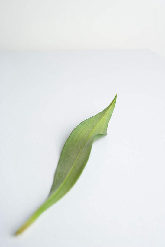 无人,竖图,俯视,室内,特写,白天,白色背景,叶子,一片,绿叶,绿色,嫩叶,摄影,影棚,叶,叶片,彩图,高角度拍摄,影棚拍摄,拍摄