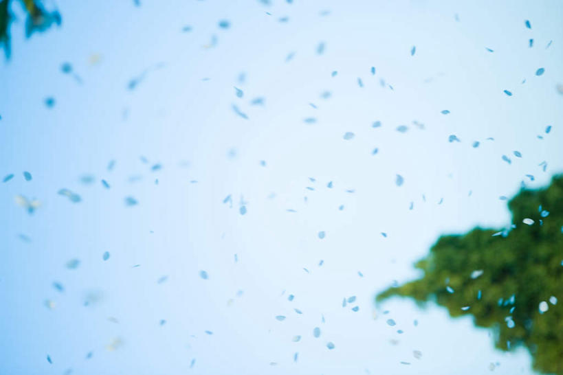 无人,横图,室外,白天,仰视,植物,许多,朦胧,模糊,盛开,飘扬,飞,花,花瓣,花朵,鲜花,树,树木,树叶,绿色,自然,飘,生长,成长,飞扬,彩图,低角度拍摄