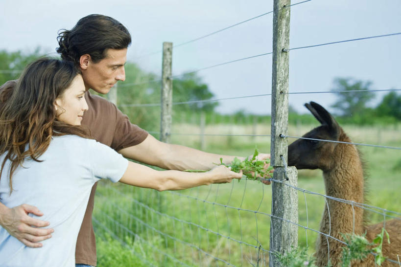 西方人,两个人,夫妻,栏杆,抱,捧,吃,横图,室外,白天,正面,爱情,草地,草坪,树林,植物,野生动物,欧洲,欧洲人,握,栅栏,篱笆,围栏,浪漫,拿,拿着,护栏,草,树,树木,蓝色,绿色,蓝天,天空,自然,动物,天,伸,恩爱,可爱,伸手,喂,握着,恋人,活泼,生长,晴朗,成长,抱着,搂着,伸出,驼鹿,草料,万里无云,喂养,男人,男性,年轻男性,年轻女性,女人,女性,白种人,情侣,晴空,晴空万里,怀抱,嚼,搂,搂抱,捧着,食,手捧,相抱,拥抱,半身,彩图,伴侣