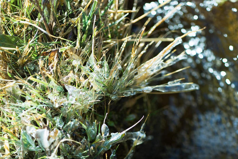 无人,横图,俯视,室外,特写,白天,旅游,度假,河流,美景,水,植物,阴影,枯萎,朦胧,模糊,光线,影子,冰,河水,结冰,景观,水流,枯草,娱乐,草,黄色,小溪,阳光,自然,溪水,享受,休闲,景色,放松,寒冷,明亮,自然风光,彩图,高角度拍摄