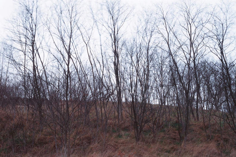 无人,横图,室外,白天,正面,旅游,度假,美景,秋季,植物,枯萎,干枯,景观,云,云朵,枯草,枯树,云彩,娱乐,草,树,树干,树木,黄色,白云,蓝天,天空,自然,天,享受,休闲,景色,放松,自然风光,秋,秋天,彩图