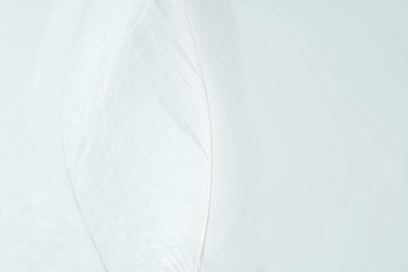 无人,横图,俯视,室内,特写,白天,白色背景,羽毛,两根,柔软,白色,温暖,摄影,影棚,卫生,纯真,轻柔,洁净,光明,恬静,中间色,朴素,清白,彩图,高角度拍摄,影棚拍摄,拍摄