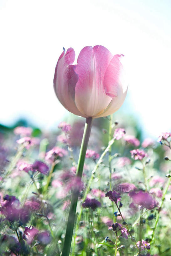 无人,花园,竖图,室外,特写,白天,正面,旅游,度假,花海,花圃,美景,植物,郁金香,许多,阴影,盛开,光线,影子,景观,花蕾,娱乐,花,花瓣,花朵,花卉,鲜花,粉色,绿色,阳光,自然,花丛,花田,花苞,花蕊,享受,休闲,景色,放松,生长,成长,自然风光,郁香,洋荷花,草麝香,小花园,彩图