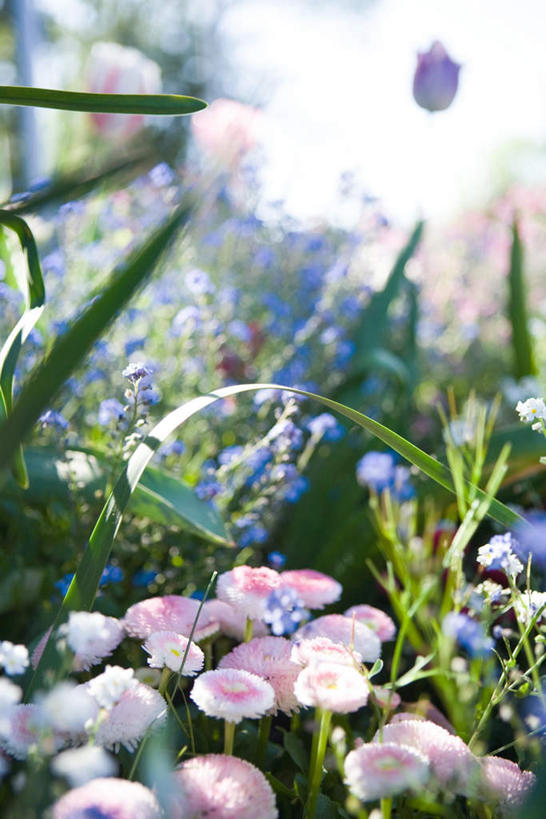 无人,花园,竖图,俯视,室外,特写,白天,旅游,度假,花海,花圃,美景,植物,郁金香,许多,阴影,盛开,光线,影子,景观,花蕾,娱乐,花,花瓣,花朵,花卉,鲜花,粉色,绿色,阳光,自然,花丛,花田,花苞,花蕊,享受,休闲,景色,放松,生长,成长,自然风光,郁香,洋荷花,草麝香,小花园,彩图,高角度拍摄