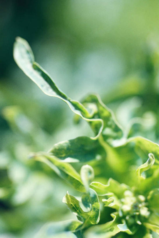 无人,花园,竖图,俯视,室外,特写,白天,旅游,度假,花圃,美景,植物,叶子,阴影,光线,影子,景观,绿叶,娱乐,一个,绿色,阳光,自然,享受,休闲,嫩叶,景色,放松,单个,自然风光,叶,叶片,小花园,彩图,高角度拍摄