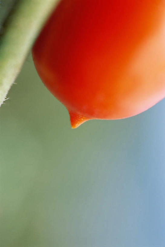 无人,竖图,俯视,室外,特写,白天,蔬菜,西红柿,朦胧,模糊,新鲜,食品,食物,一个,红色,有机食品,绿色食品,单个,樱桃番茄,圣女果,番茄,彩图,高角度拍摄