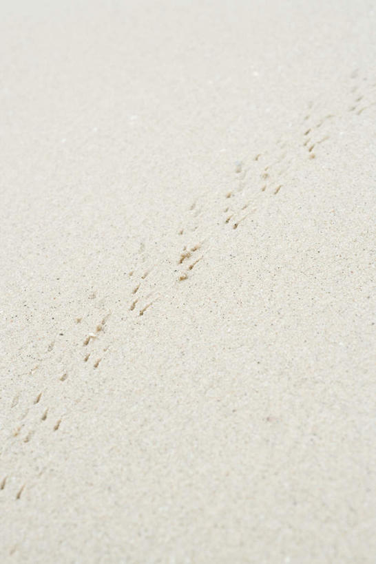 无人,竖图,俯视,室外,白天,旅游,度假,美景,沙滩,一排,许多,脚印,整齐,沙子,海岸,景观,沙地,痕迹,娱乐,排列,白色,自然,享受,休闲,景色,放松,队列,自然风光,沙画,海滩,彩图,高角度拍摄