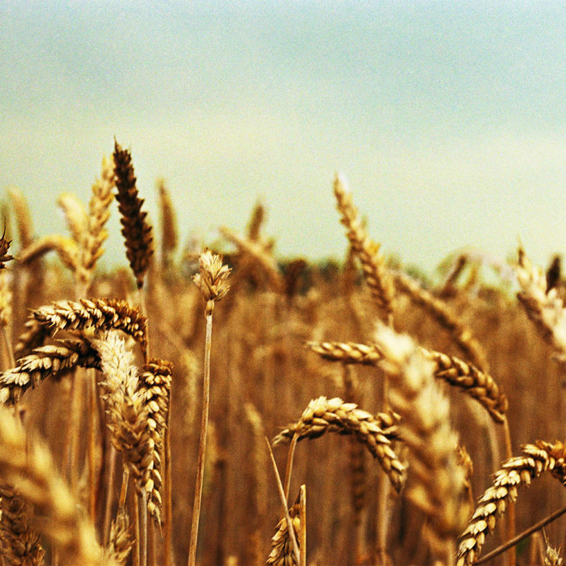 无人,农田,方图,室外,特写,白天,正面,庄稼,农作物,小麦,美景,秋季,丰收,朦胧,模糊,景观,谷物,蓝色,蓝天,天空,自然,天,稻谷,稻子,景色,麦子,收获,自然风光,秋,秋天,彩图,耕地,庄稼田