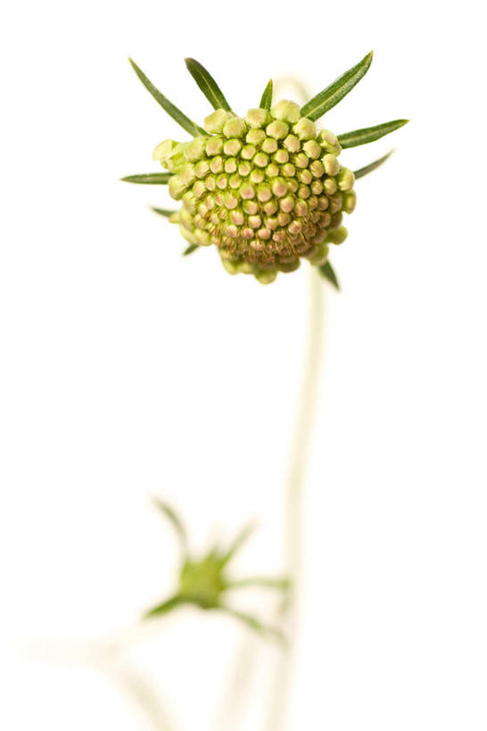 无人,竖图,室内,特写,白天,正面,盛开,花蕾,花,花瓣,花朵,鲜花,一朵,绿色,花苞,花蕊,摄影,影棚,轮峰菊,山萝卜,松虫草,紫盆花,彩图,影棚拍摄,拍摄