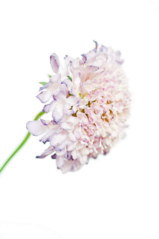 无人,竖图,室内,特写,白天,正面,盛开,花蕾,花,花瓣,花朵,鲜花,一朵,粉色,绿色,花苞,花蕊,摄影,影棚,轮峰菊,山萝卜,松虫草,紫盆花,彩图,影棚拍摄,拍摄