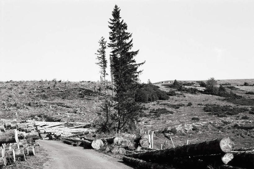 无人,横图,黑白,室外,白天,正面,旅游,度假,美景,植物,道路,路,许多,木材,木头,景观,云,云朵,小路,交通,云彩,娱乐,木柴,树,树木,绿色,白云,天空,自然,天,享受,休闲,景色,放松,木料,乡间小路,生长,成长,自然风光