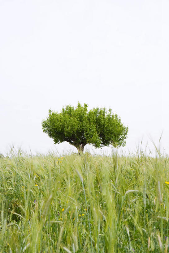 无人,竖图,室外,白天,正面,旅游,度假,草地,草坪,美景,植物,朦胧,模糊,景观,娱乐,草,树,树木,绿色,天空,自然,天,享受,休闲,景色,放松,茂盛,生长,晴朗,成长,自然风光,万里无云,晴空,晴空万里,彩图