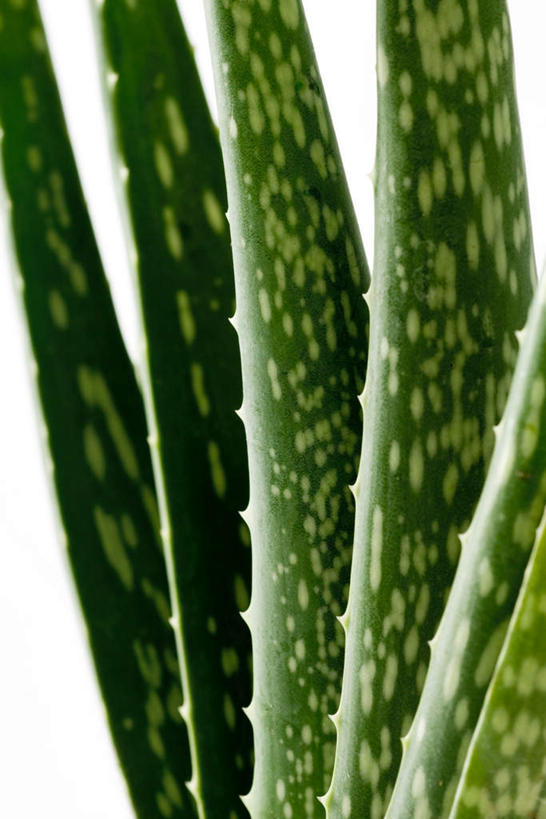 无人,竖图,室内,特写,白天,白色背景,正面,植物,芦荟,静物,许多,花纹,医药,图案,绿色,绿色植物,健康,药用,摄影,影棚,尖刺,罗帷草,讷会,奴会,象鼻莲,象胆,彩图,影棚拍摄,拍摄,油葱