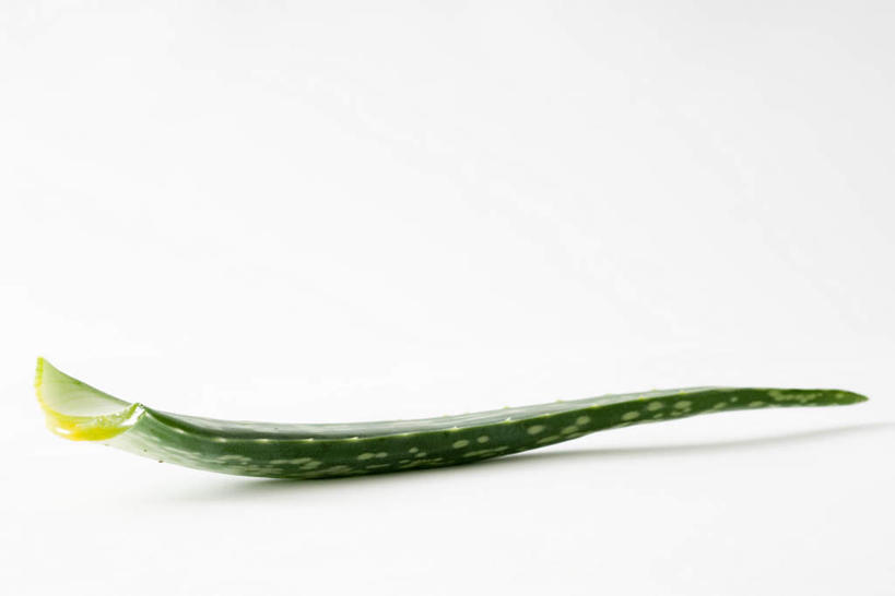 无人,横图,室内,特写,白天,白色背景,正面,植物,芦荟,叶子,绿叶,一个,绿色,健康,嫩叶,药用,摄影,影棚,单个,尖刺,罗帷草,讷会,奴会,象鼻莲,象胆,叶,叶片,彩图,影棚拍摄,拍摄,油葱