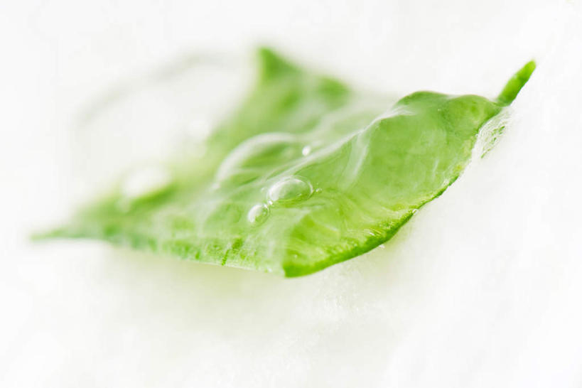 无人,横图,室内,特写,白天,白色背景,正面,芦荟,叶子,一片,绿叶,绿色,嫩叶,摄影,影棚,罗帷草,讷会,奴会,象鼻莲,象胆,叶,叶片,彩图,影棚拍摄,拍摄,油葱