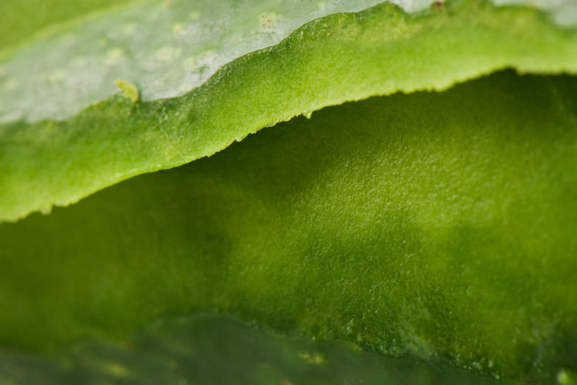 无人,横图,室内,特写,白天,白色背景,正面,芦荟,叶子,一片,绿叶,绿色,嫩叶,摄影,影棚,罗帷草,讷会,奴会,象鼻莲,象胆,叶,叶片,彩图,影棚拍摄,拍摄,油葱