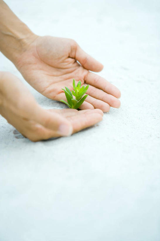 西方人,手,一个人,竖图,俯视,室内,特写,白天,植物,欧洲,欧洲人,仅一个年轻女性,仅一个女性,仅一个人,种植,环保,沙子,绿色,白色,树苗,托,手部,压,秧苗,细心,年轻女性,女人,女性,白种人,半身,彩图,高角度拍摄